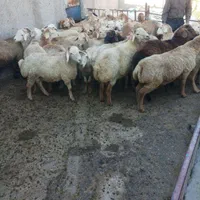 فروش گوسفند زنده شکم خالی چاق مناسب برای قربانی|حیوانات مزرعه|کرج, دهقان ویلا|دیوار