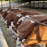 بزگترینمرکز فروش گوساله سمینتال اصیل|حیوانات مزرعه|مرودشت, |دیوار