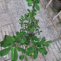 بابا ادم/ شفلرا/گل مرجان|گل و گیاه طبیعی|رشت, نظری|دیوار