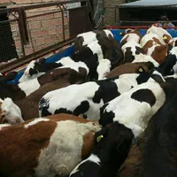 مرکز فروش و پخش گوساله سیمینتال استان گلستان|حیوانات مزرعه|خمینیشهر, |دیوار