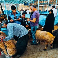 .گوسفند زنده اورگانیک.ب شرط نصفه.خونی|حیوانات مزرعه|مشهد, نوید|دیوار