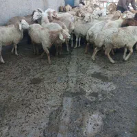 فروش گوسفند زنده شکم خالی چاق مناسب برای قربانی|حیوانات مزرعه|کرج, دهقان ویلا|دیوار