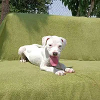 ۴نژاد پر طرفدار د گارد کنکورسو ژرمن گلدن رتوایلر|سگ|تهران, آجودانیه|دیوار