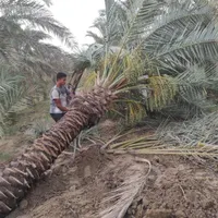 پخش کننده درخت نخل درسراسرکشور|خدمات باغبانی و درختکاری|چالوس, |دیوار