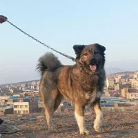 سگ سراب نگهبانی و