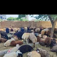 بورس گوسفند زنده خلج