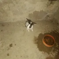 خرگوش گهشده