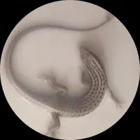 سوسک ساس عقرب سمپاشی سم پاشی مارمولک
