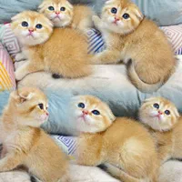 بچه گربه های اشرافی مجموعه ایران کتز