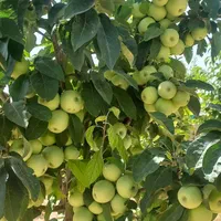 باغ در حسیناباد علویجه|فروش خانه و ویلا|اصفهان, حسین‌آباد|دیوار