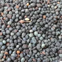 بنه کوهی و کسور کوهی(کلخونگ) عمده  فقط تماس|خوردنی و آشامیدنی|شیراز, باغ تخت|دیوار