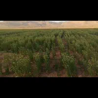 اجاره ۱۳۰ هکتار زمین کشاورزی کشت گندم و جو|اجارهٔ دفتر صنعتی، کشاورزی، تجاری|تهران, صادقیه|دیوار