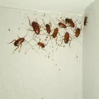 سمپاشی وضدعفونی منزل ورستوران پارلاق