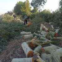 برشکاری وخریدن چوب