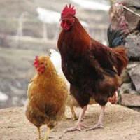 مرغ و خروس جهت قربانی و دفع بلا