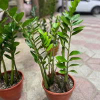 زامفولیا گیاه آپارتمانی و مقاوم|گل و گیاه طبیعی|مشهد, هنرور|دیوار