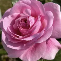 خدماتی و نظافت