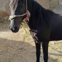 سلام دوستان این اسب گم شده|حیوانات|خوی, |دیوار