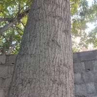 خرید وفروش چوب ،قطع وسربرداری کف بری|خدمات باغبانی و درختکاری|لنجان, |دیوار