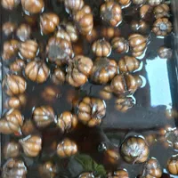 گل سیر سیرسیاه سیرکله سیرحبه سیرسفید|خوردنی و آشامیدنی|شیراز, فضل‌آباد|دیوار