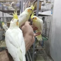 پرندگان زینتی
