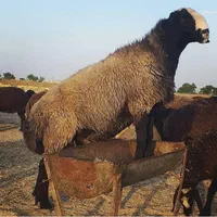 گوسفند ودام زنده ارسال به تمام نقاط تهران|حیوانات مزرعه|تهران, کن|دیوار