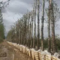 نهال درخت گل و گیاه ودرخت انجیر زیتون انگور گردو|عمده‌فروشی|تهران, باغ خزانه|دیوار