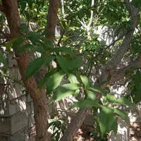 فروش باغ ۷۰۰ متری|فروش زمین و ملک کلنگی|اصفهان, آفاران|دیوار
