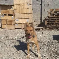 سگ نگهبان|سگ|صباشهر, |دیوار
