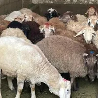 دامداری پخش گوسفند‌زنده‌ زیر قیمت همه‌جا|حیوانات مزرعه|قم, یزدان‌شهر|دیوار