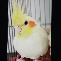 دوتا عروس هلندی گم شده