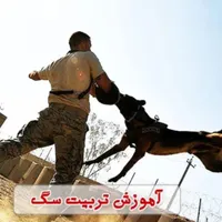 مربی سگ ، رفع ناهنجاری سگ (۵۰ درصد تخفیف)