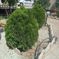کاج لاوسون|گل و گیاه طبیعی|تهران, مشیریه|دیوار