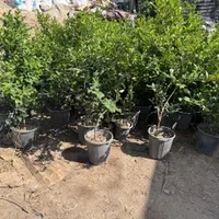 یاس هلندی سطلی جعبه ای جنگلی لوله ای و قیچی خورده|گل و گیاه طبیعی|تهران, هروی|دیوار