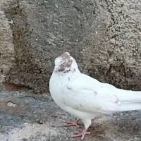 کبوتر