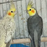 عروس هلندی مولد