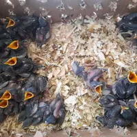 مرغ میناشاه تخم سرلاکی مناسب برای سخنگو|پرنده|قائم‌شهر, |دیوار