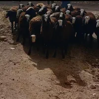 میش ابستن گوسفند دوقلو deroee بره نر ماده ژن قوچ|حیوانات مزرعه|اردکان, |دیوار