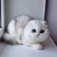 گربه های گوگولی اصیل ( اسکاتیش پرشین بریتیش )