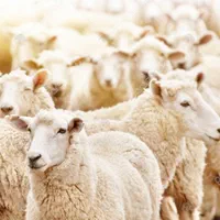 دام‌کشتاری مناسب عقیقه تولدنوزاد قربانی