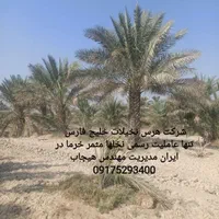 سیرجان نخل تنها عاملیت رسمی نخل مثمر پالم|گل و گیاه طبیعی|سیرجان, |دیوار
