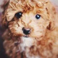 مربی سگ - آموزش سگ - تربیت سگ - رفتارشناس سگ|خدمات آموزشی|تهران, اکباتان|دیوار