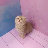 گربه اسکاتیش بریتیش پرشین ملوس و آپارتمانی|گربه|آبادان, |دیوار