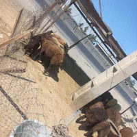 گوسفند زنده در گلستان  رباط کریم نسیم شهر|حیوانات مزرعه|رباط‌کریم, رباط‌کریم|دیوار