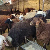گوسفند زنده با خدمات حرفه‌ای و کیفیت ممتاز|حیوانات مزرعه|مشهد, شهرک بهارستان|دیوار