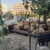 گوسفند پلاک دار و بهداشتی برای تمامی مجالس و .|حیوانات مزرعه|کرج, مهرویلا جنوبی|دیوار