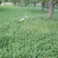 زمین کشاورزی درجواررودخانه روستای سیمیندشت(حصاربن)|فروش زمین و ملک کلنگی|فیروزکوه, |دیوار