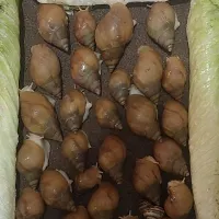 حلزون