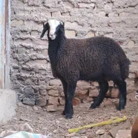 با صرفه و مال بومی ایران میش shali ذات دار|حیوانات مزرعه|تربتحیدریه, |دیوار