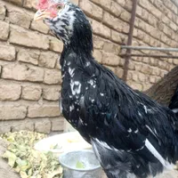 نیمچه خروس گلین|حیوانات مزرعه|اصفهان, شهرک کاوه|دیوار